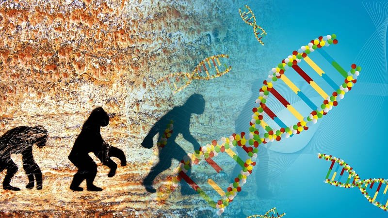 Modern Humans In Africa Show Genetic Diversity: Study
