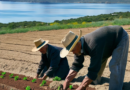 Italy, Kyrgyzstan Collaborate To Revitalize Sardinian Farming Tradition
