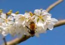 Biodiversity Boosts Cherry Harvest: Study Advocates Multi-Bee Pollination